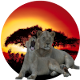 king lion tours and safaris