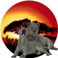 King lion tours and safaris